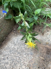 Hieracium umbellatum