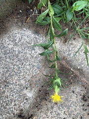 Hieracium umbellatum