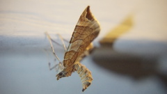 Eulithis molliculata