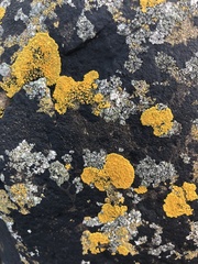 Variospora thallincola