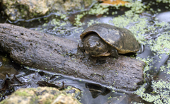 Sternotherus minor