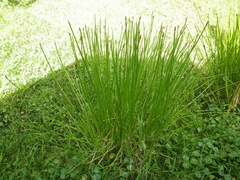 Eleocharis elegans