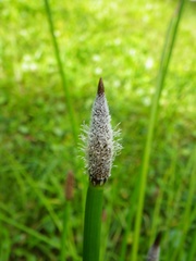 Eleocharis elegans