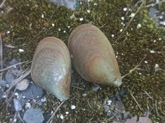 Septifer bilocularis