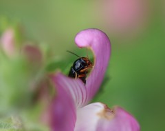Cryptocephalus flavipes