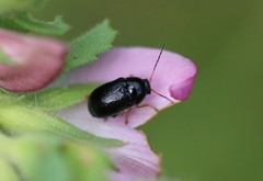 Cryptocephalus flavipes
