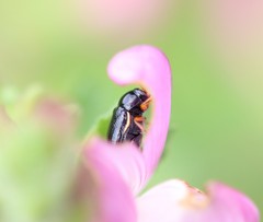 Cryptocephalus flavipes