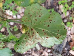 Puccinia pelargonii-zonalis