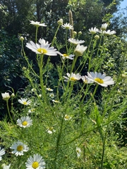 Tripleurospermum inodorum