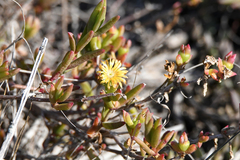 Delosperma versicolor