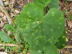 Puccinia pelargonii-zonalis