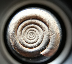 Anisus vortex