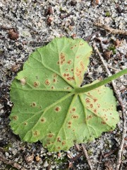 Puccinia pelargonii-zonalis