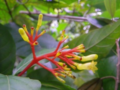 Palicourea croceoides