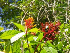 Palicourea croceoides