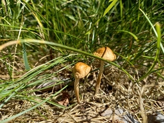 Marasmius oreades