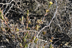 Delosperma versicolor