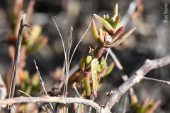 Delosperma versicolor