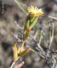 Delosperma versicolor
