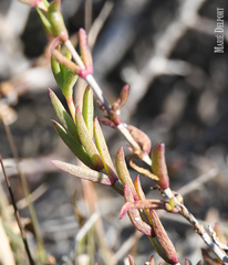 Delosperma versicolor