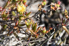 Delosperma versicolor