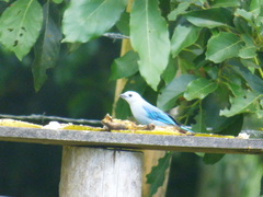 Thraupis episcopus cana