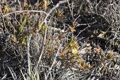 Delosperma versicolor