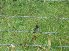 Sporophila nigricollis nigricollis