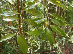 Cinnamomum austrosinense