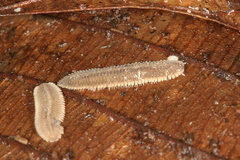 Platydesmidae
