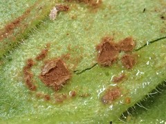 Puccinia pelargonii-zonalis