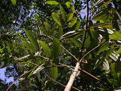 Cinnamomum austrosinense
