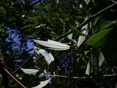 Cinnamomum austrosinense