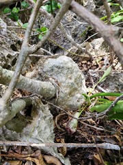 Adenia olaboensis image