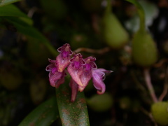 Bulbophyllum japonicum