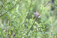 Passer montanus
