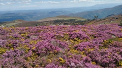 Erica cinerea