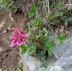 Trifolium brandegeei