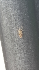 Monosteira unicostata