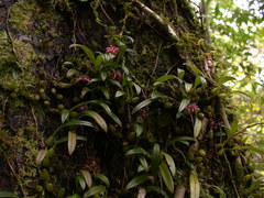 Bulbophyllum japonicum