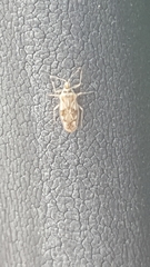 Monosteira unicostata