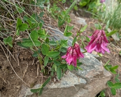 Trifolium brandegeei