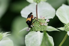 Macrosiagon flavipennis