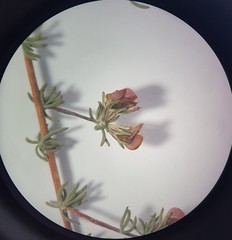 Aspalathus hypnoides