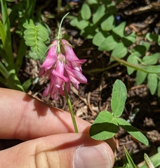 Trifolium brandegeei