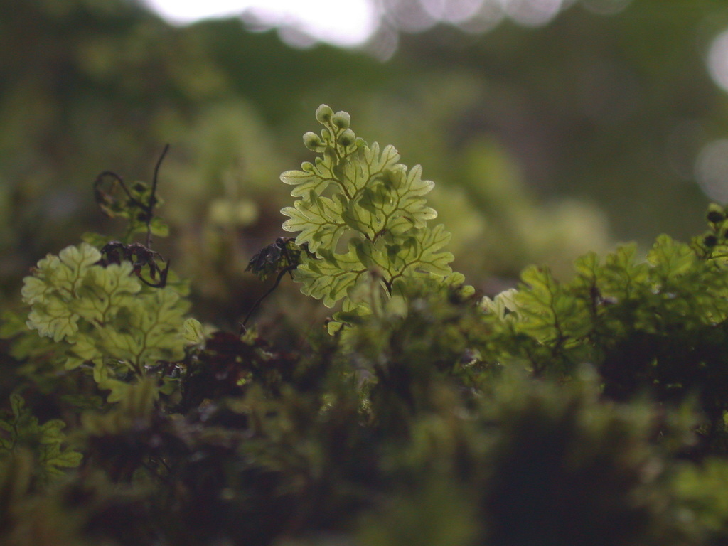 Hymenophyllum oligosorum (Hymenophyllum oligosorum)