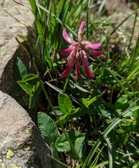 Trifolium brandegeei