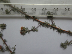 Aspalathus hypnoides