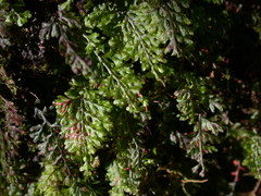 Hymenophyllum oligosorum