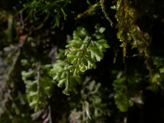 Hymenophyllum oligosorum